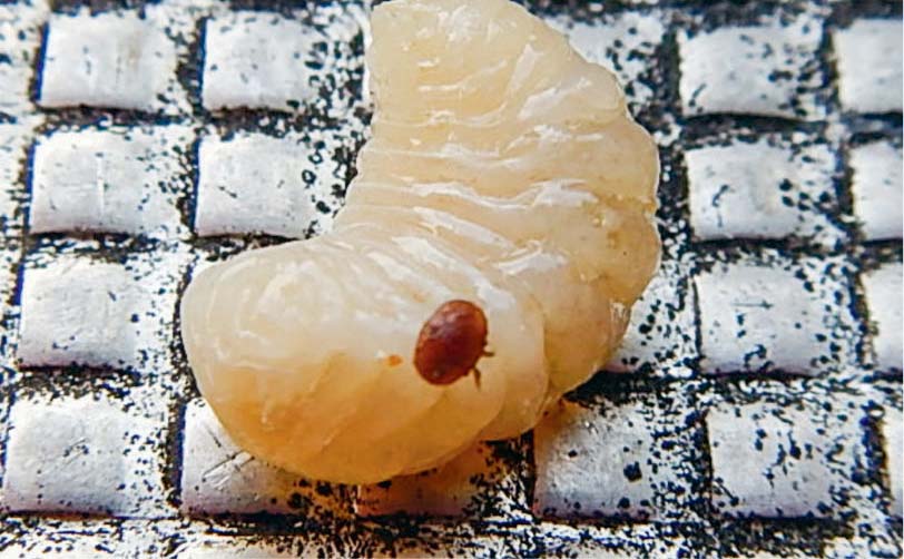Photo of Apiculture : le varroa, tout le monde en a