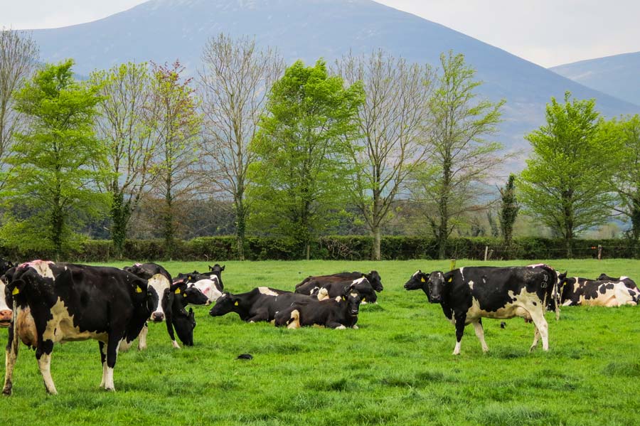 Irlande-lait_Troupeau-James-et-Pat-2 - Illustration Regard d’un Breton sur l’Irlande : le lait permettra-t-il de garder des jeunes dans les campagnes ?