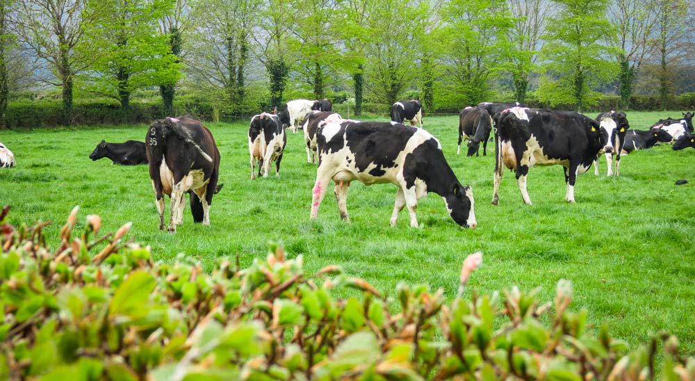 Irlande_Troupeau-James-et-Pat-1 - Illustration Lait : les éleveurs irlandais veulent des ristournes de leurs coopératives