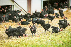 Poulets_label_rouge-Chambre_d_agriculture_du_Finistere