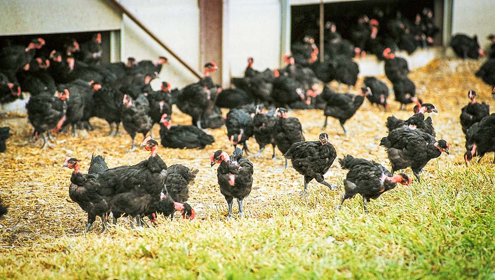 Poulets_label_rouge-Chambre_d_agriculture_du_Finistere - Illustration La diversification ne s’improvise pas