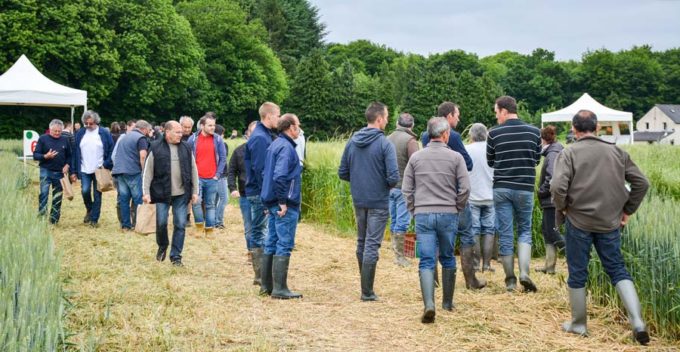 La Cecab et la Coop de Broons présentaient des innovations en cultures (plate-forme d'essais) et en élevage mardi dernier à Illifaut (22) sur différents ateliers. Près d'un millier d'agriculteurs ont visité le site.