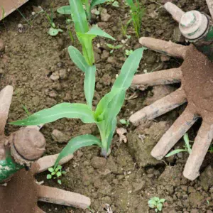 Les doigts Kress, en caoutchoux semi-rigides, permettent de travailler sur le rang sans esquinter les plants de maïs.