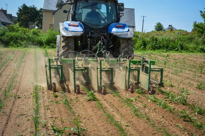 La bineuse rotative à peignes au travail dans une parcelle d’oignons.