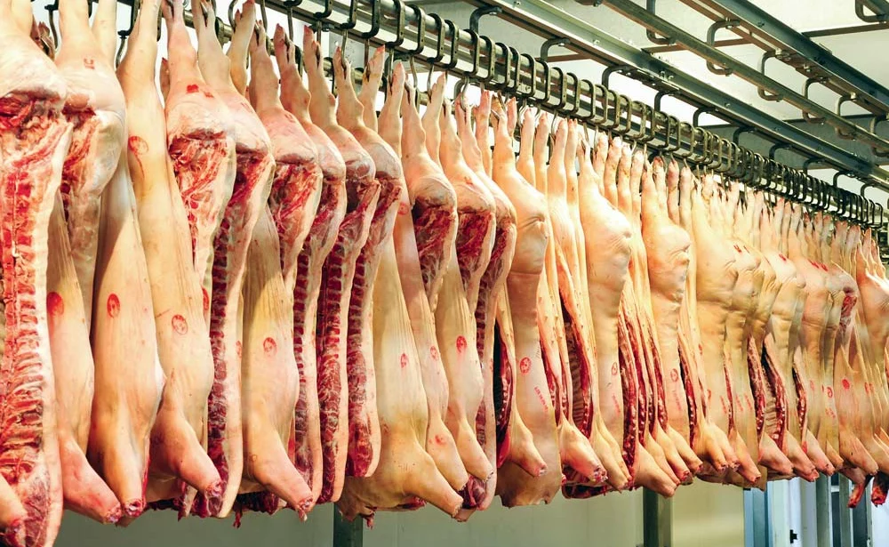 carcasse-porc-abattoir - Illustration L’abattoir de Kermené soutient la filière porcine bretonne