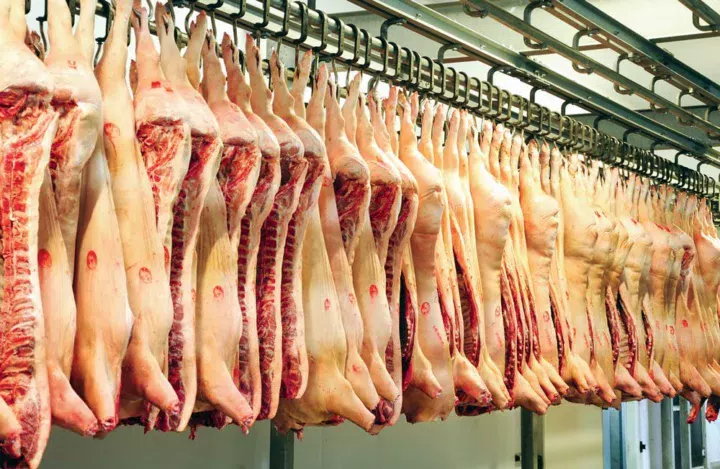 carcasse-porc-abattoir