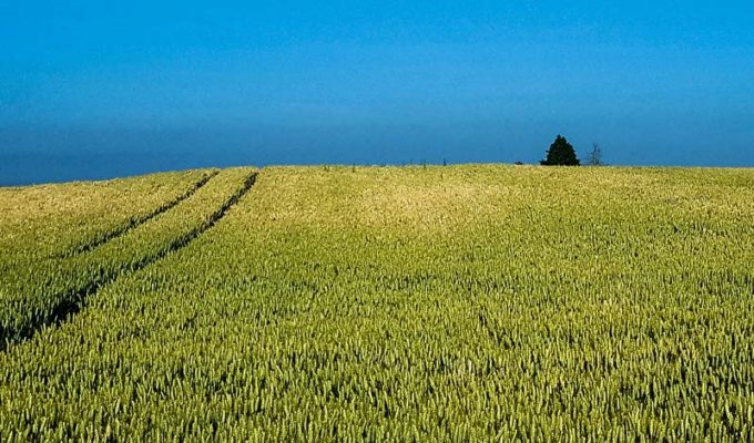 Les températures au dessus de 35°C font apparaître des ronds blancs dans les champs. L’échaudage des cultures empêche le bon remplissage des grains, et impacte le rendement.