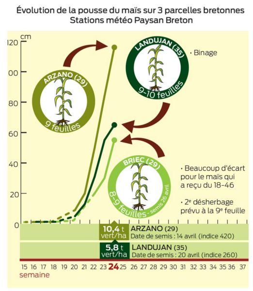 evolution-pousse-mais