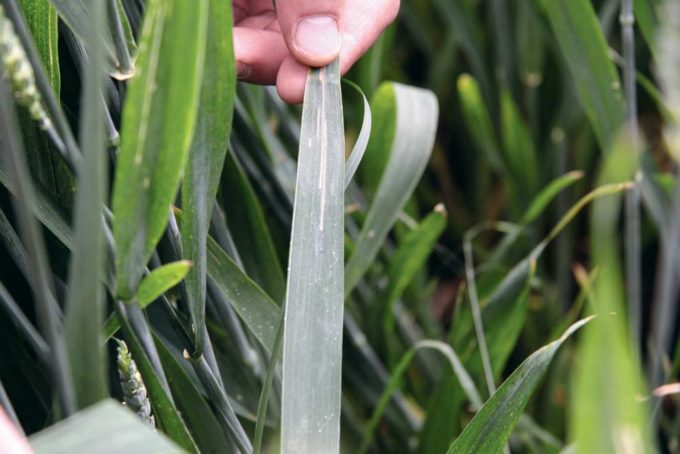 Des cristaux de soufre sont encore visibles sur le blé. Ils offrent un apport nutritif et un effet vert qui favorise la résistance de la plante aux maladies.