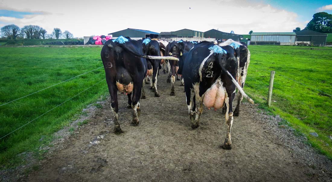 irlande_Troupeau-Danielle-et-Jo-1 - Illustration Irlande laitière : le choix contraint de l’intensification