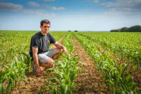 Laurent Geffroy dans une de ses parcelles de maïs, deux semaines après un passage de houe rotative et un désherbage.