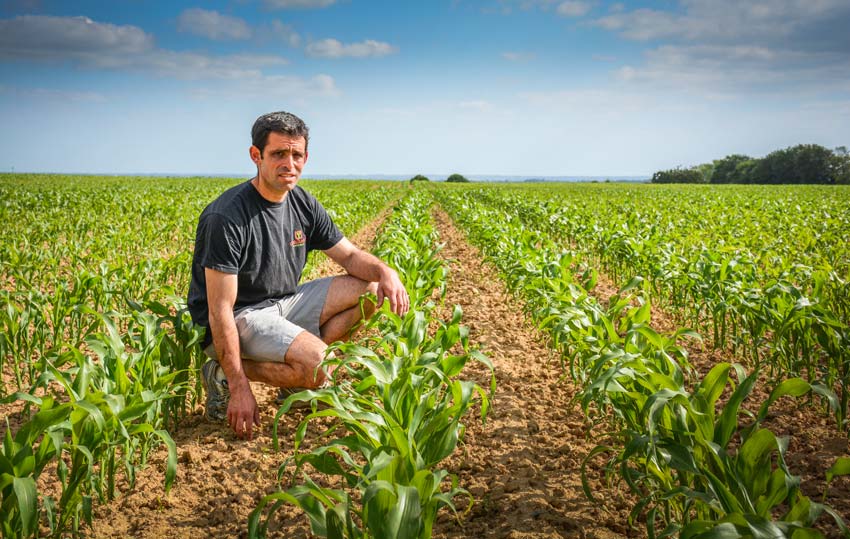 Laurent Geffroy dans une de ses parcelles de maïs, deux semaines après un passage de houe rotative et un désherbage. - Illustration Un compromis entre salissement et rendement