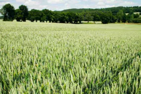 marche-cereales