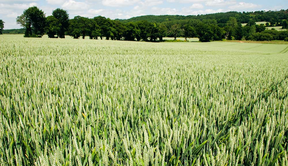 marche-cereales - Illustration Marchés : blé ou viande, qu’exportera  la France demain ?