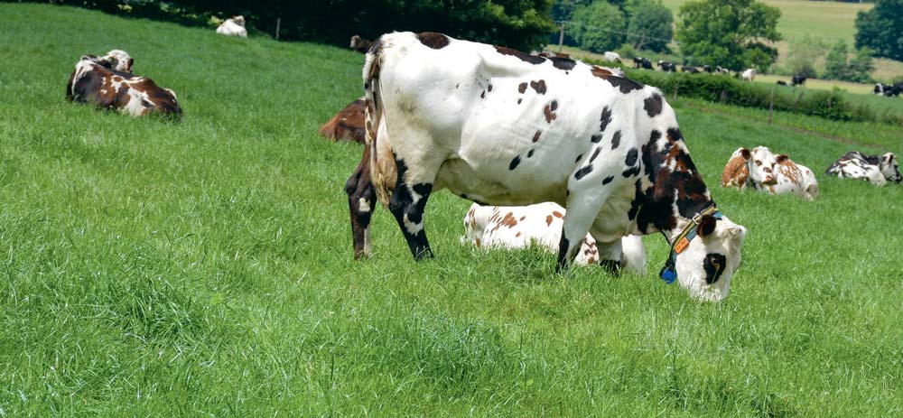 normande-pature - Illustration Race bovine, alimentation, traite… des pistes pour un bon beurre