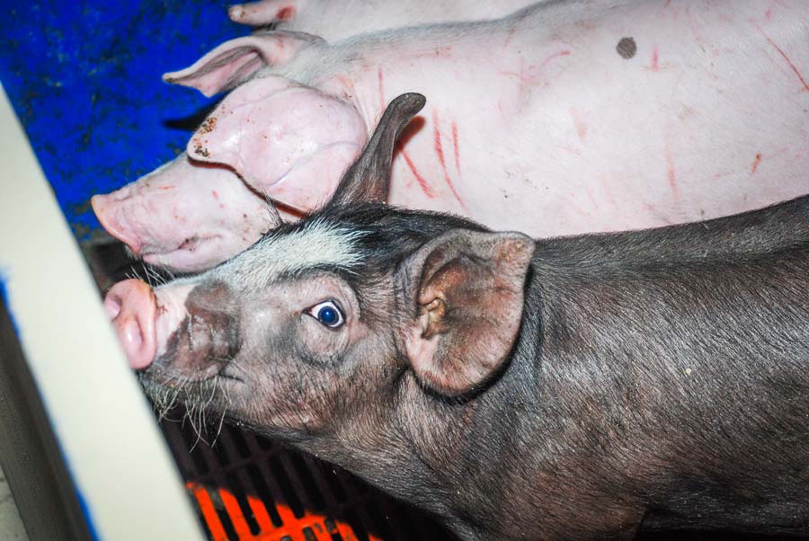 Photo of Porc : un cas de DEP déclenche une cellule de crise