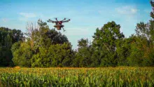Drone effectuant la lutte biologique contre la pyrale par épandage de trichogramme sur une parcelle de maïs.