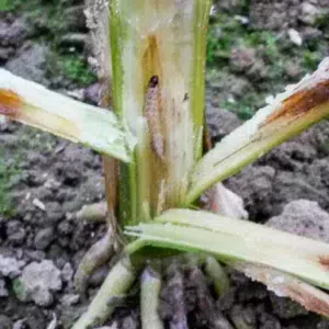 Larves de pyrales dans un sicot de maïs à l’automne.