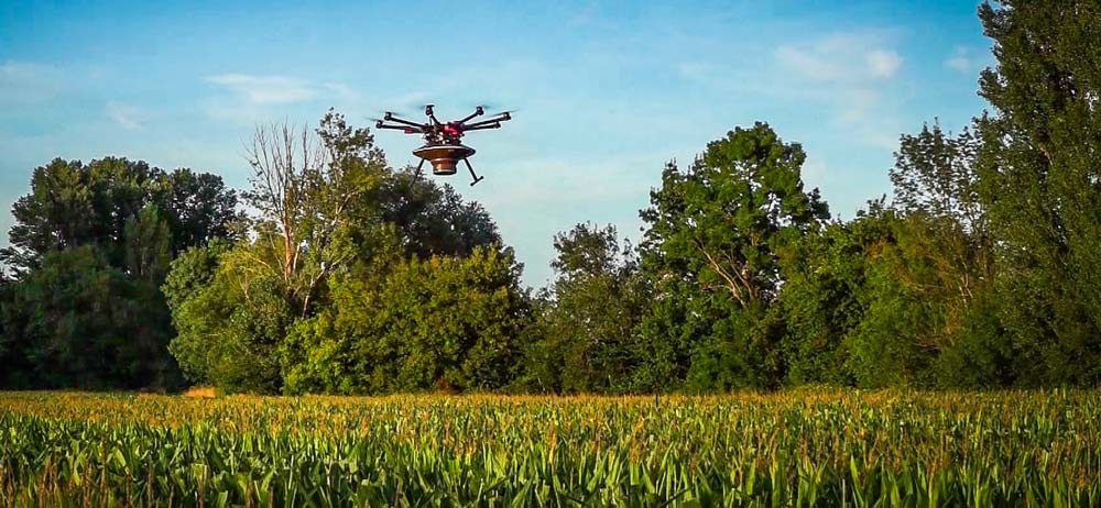 Drone effectuant la lutte biologique contre la pyrale par épandage de trichogramme sur une parcelle de maïs. - Illustration Pyrale, la lutte s’organise