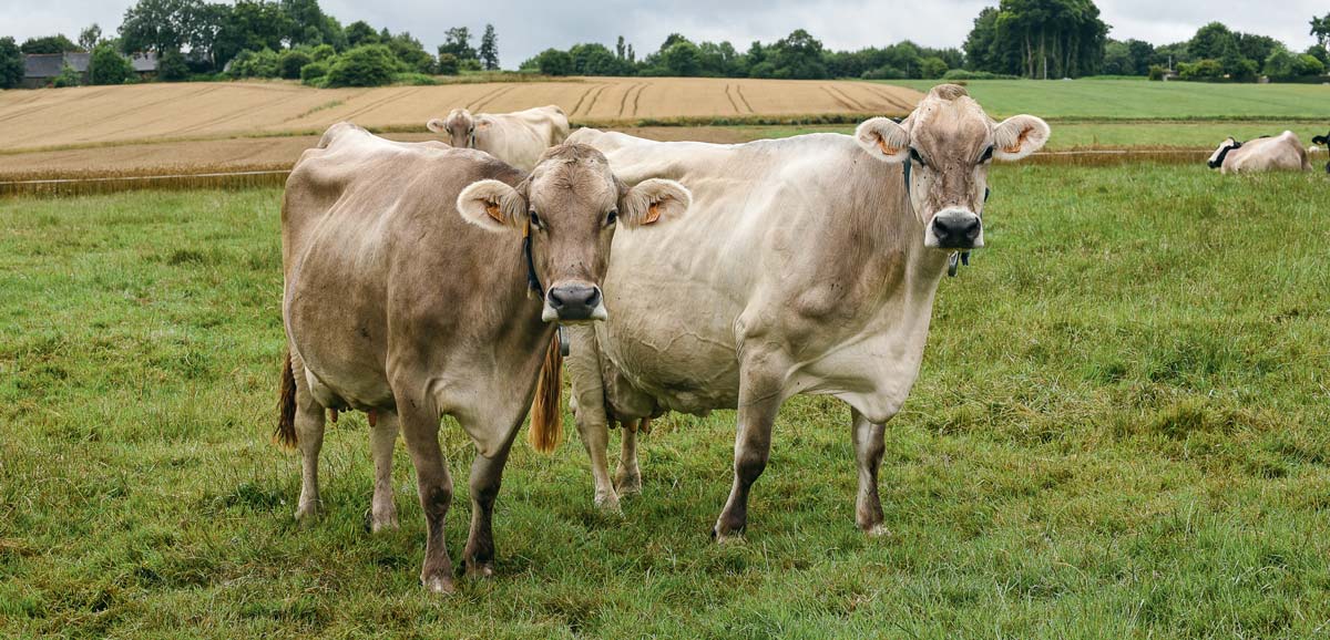 td_saudraie-brune - Illustration Comment faire vieillir les vaches ?