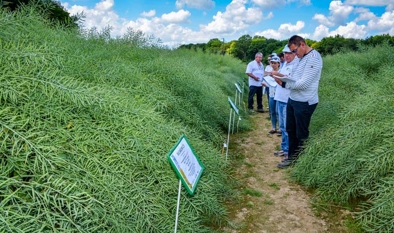 Les essais variétaux du Rheu ont été visités par différents acteurs de la filière colza, le 1er juin. - Illustration Des pistes pour réduire les insecticides en colza