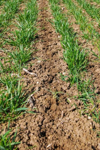 Le binage interrang déracine les mauvaises herbes : entre ces rangs d’orge de printemps, on voit ici du vulpin en train de disparaitre.