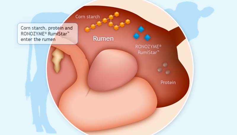 DSM-RumiStar - Illustration RONOZYME RumiStar : la 1re enzyme développée pour les vaches laitières