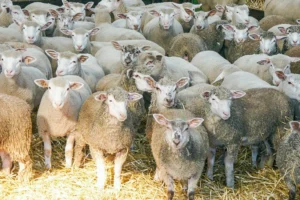 Ovins-Bergerie-agneaux