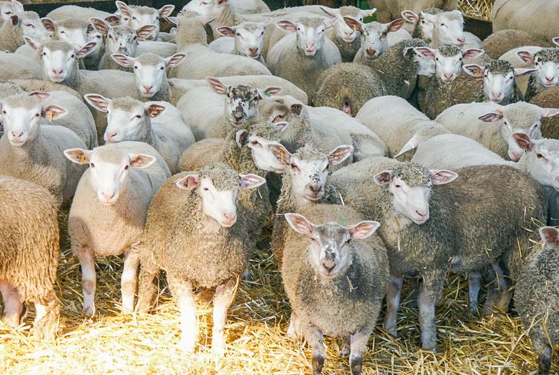 Ovins-Bergerie-agneaux - Illustration La filière ovine peine à s’adapter au marché ce 1er semestre