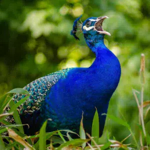 Le cri intrigant d'un paon voisin invite parfois le marcheur à s'arrêter sur ce site.