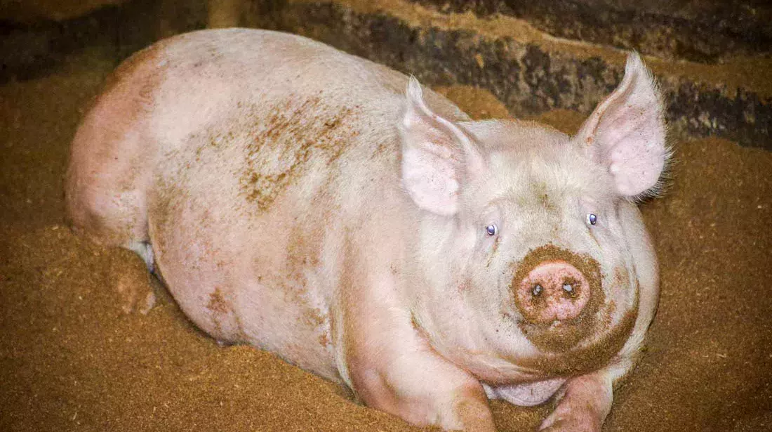 bien-etre-porc-charcutier - Illustration Bien-être : vers une sentinelle dans les élevages