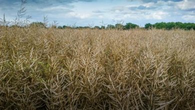 Photo of Colza : un faible rendement confirmé à 31 q/ha