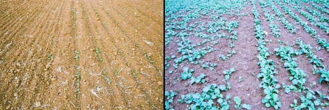 Comparaison de semoirs en conditions sèches : les colzas semés au semoir monograine sont au stade cotylédons – 1re feuille lorsque les colzas semés au semoir à céréales sont en cours de levée. Le peuplement est plus régulier avec le semoir monograine. (Essai Terres Inovia - Morville sur Seille (54) - automne 2012.)