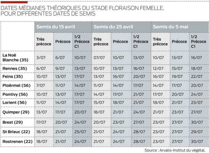 date-theorique-floraison-mais