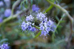 dossier-couvert-vegetal