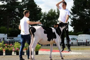 Gaec Rbx Holstein de ruffiac, grande championne 2017. ©Guillaume Moy