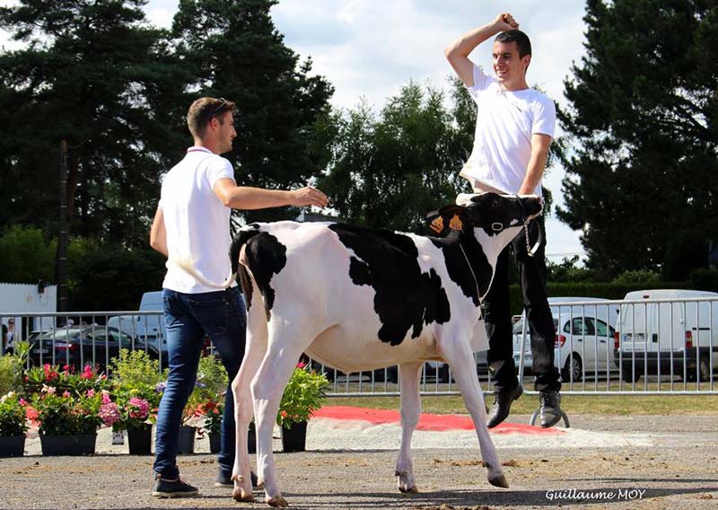 Gaec Rbx Holstein de ruffiac, grande championne 2017. ©Guillaume Moy - Illustration L’Open show génisses a tenu ses promesses