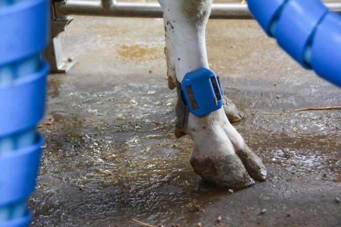 L’identification à la patte sert aussi de podomètre, pour donner des informations sur l’activité des vaches.