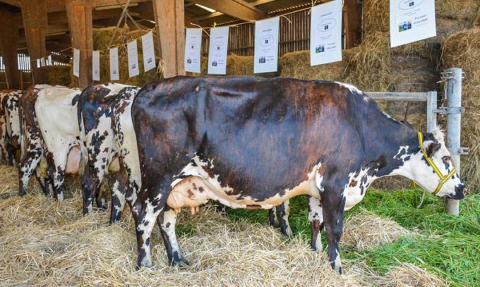 Lionel Ehanno présentait des animaux lors de la journée Innov'action, organisée par la Chambre d'agriculture. Le troupeau a un bon niveau génétique que l'éleveur entend conserver (vente d'animaux, d'embryons et de mâles au centre d'insémination).