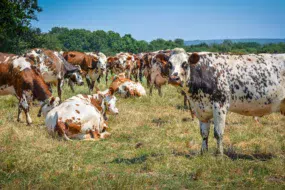 La ferme est située à Theix, en zone séchante, d'où l'importance des stocks.