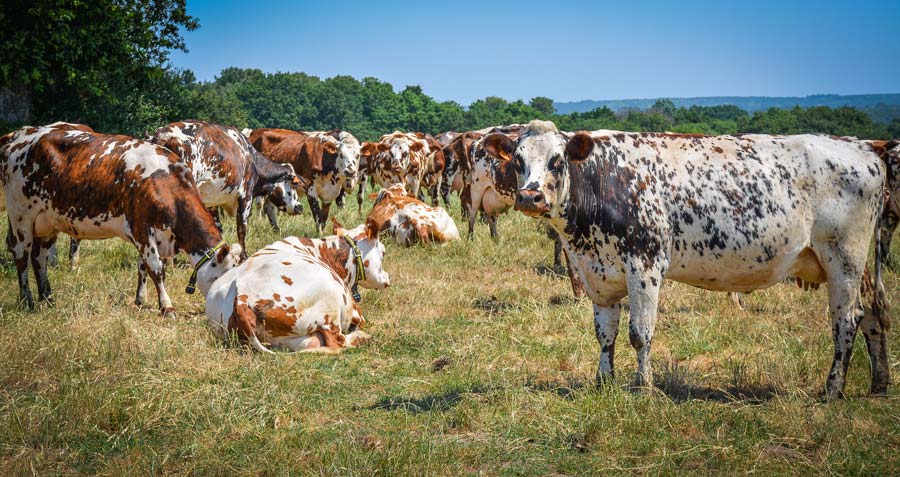 La ferme est située à Theix, en zone séchante, d'où l'importance des stocks. - Illustration Lait : la trésorerie peut souffrir au moment du passage en bio