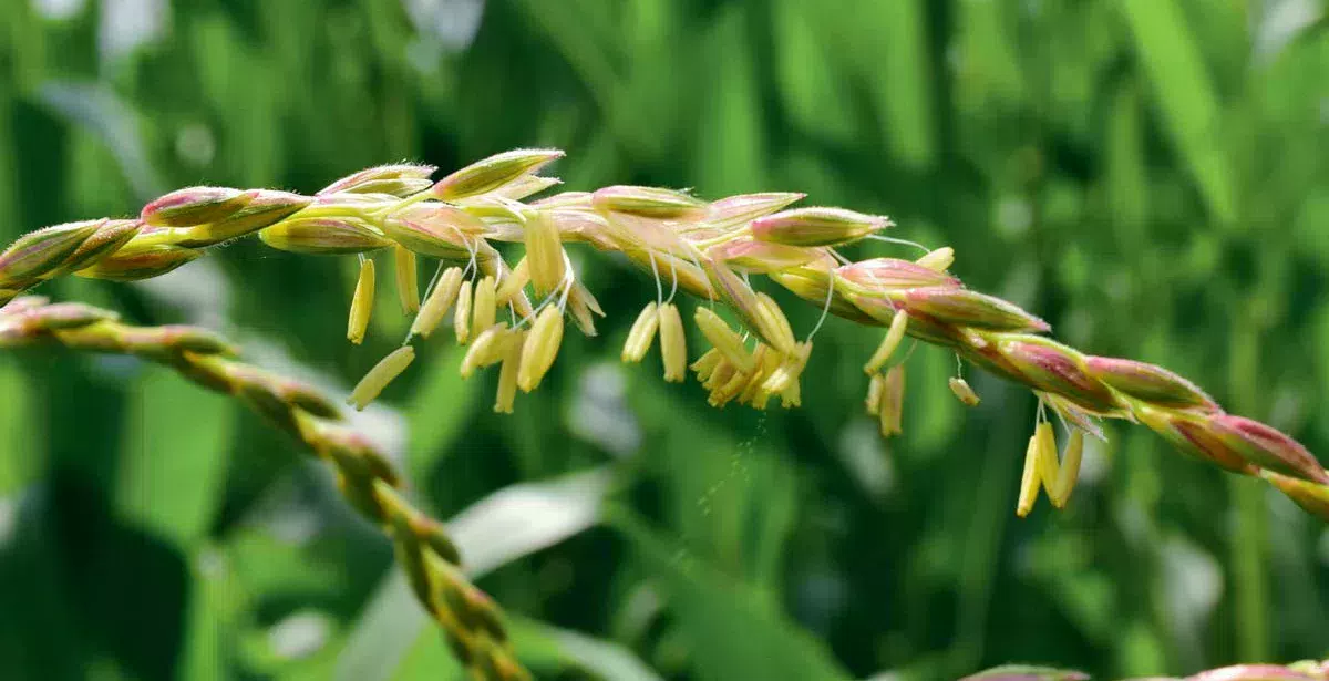 mais-floraison - Illustration Floraison du maïs : des panicules épanouies