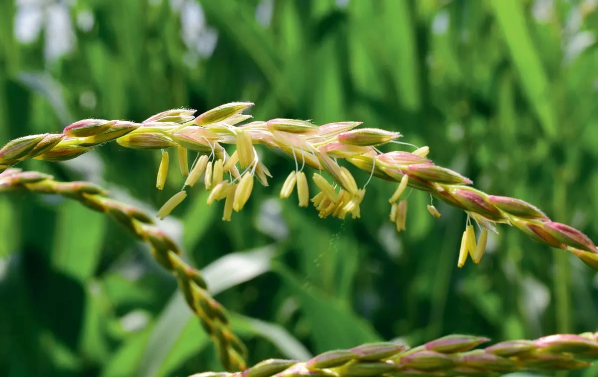 mais-floraison - Illustration Floraison du maïs : des panicules épanouies