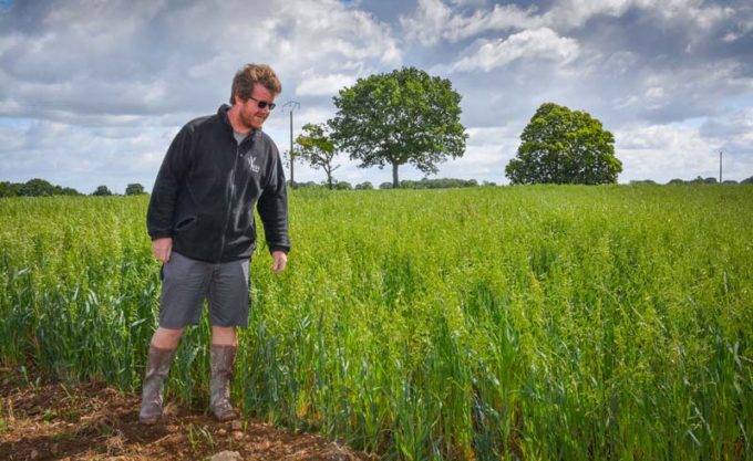 Pour maîtriser les adventices dans ses céréales bio, Michaël Renoult utilise différents matériels : charrue déchaumeuse, herse étrille, bineuse, écimeuse…