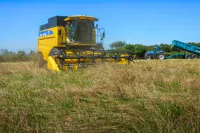 La récolte est très délicate, ici par l’ETA Lamour. Pas de modifications à apporter à la moissonneuse, seuls les réglages changent. Un bon nettoyage doit être réalisé avant récolte pour ne pas polluer la semence de ray-grass par des espèces étrangères, type orge ou colza.