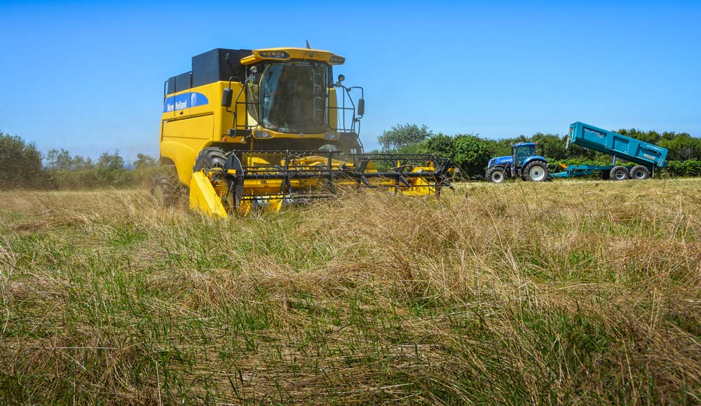 La récolte est très délicate, ici par l’ETA Lamour. Pas de modifications à apporter à la moissonneuse, seuls les réglages changent. Un bon nettoyage doit être réalisé avant récolte pour ne pas polluer la semence de ray-grass par des espèces étrangères, type orge ou colza. - Illustration Le ray-grass hybride donne ses graines