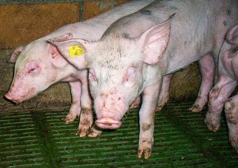 oedeme-porcelet - Illustration Porc : combattre l&rsquo;œdème et gagner en performance