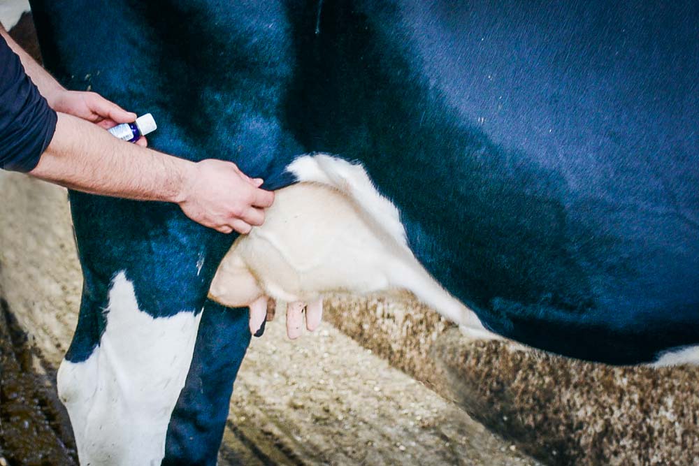 Philippe Riaux applique les huiles essentielles sur la mamelle, le pli du grasset ou le jarret. - Illustration Lait : moins d’antibiotiques grâce à l’aromathérapie