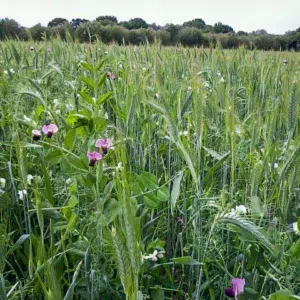 pois-proteagineux-pois-fourrager-avoine-triticale