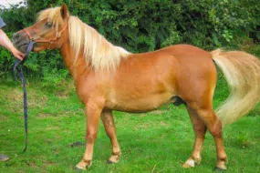 poney-Shetland